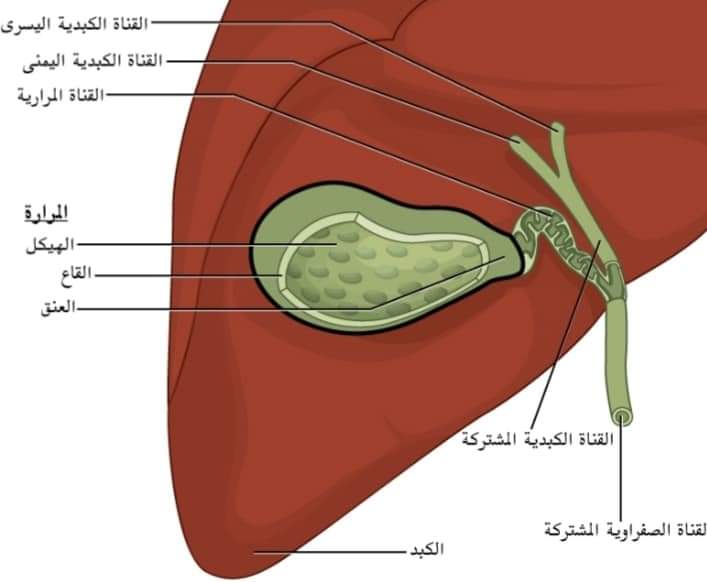 ماذا بعد استئصال المرارة رؤية وطن