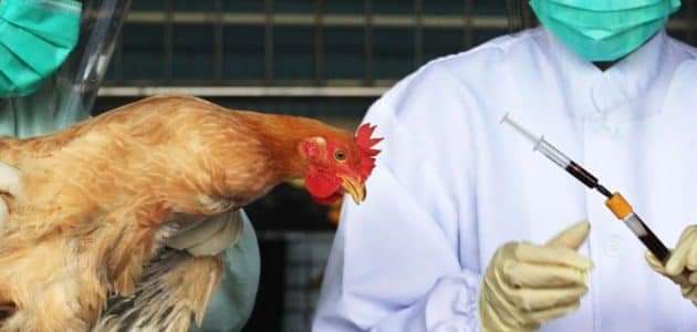توطين علاج جديد "لإنفلونزا الطيور" سيتم التنفيذ فيه قريباً 