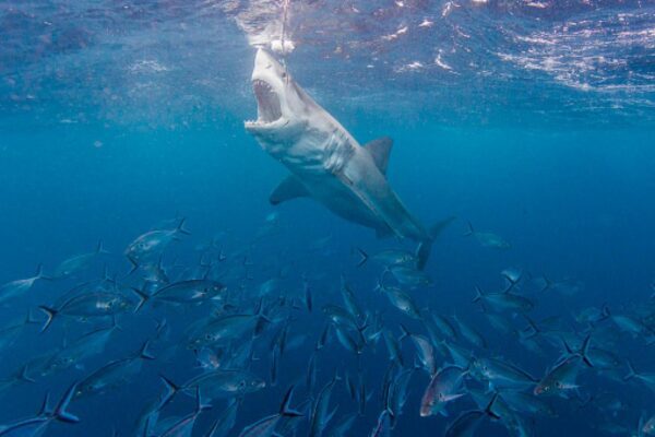 خمس أنواع مذهلة لأسماك القرش